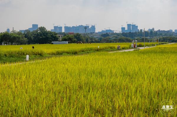 光明欢乐田园风光