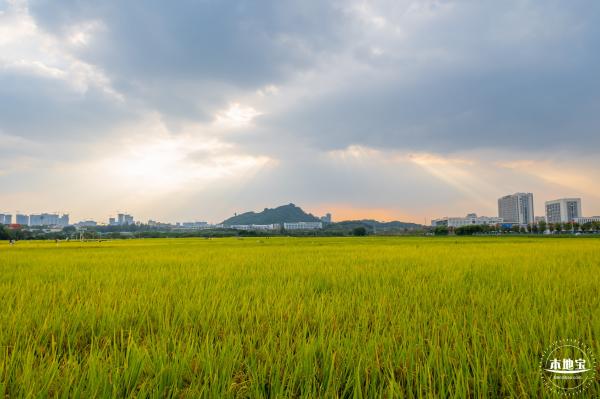光明欢乐田园风光