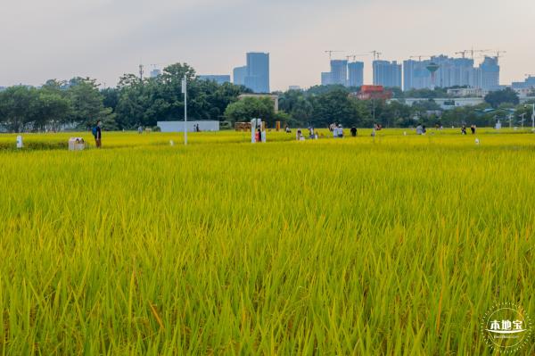 光明欢乐田园风光
