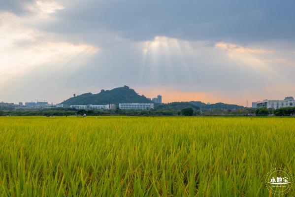 光明欢乐田园风光