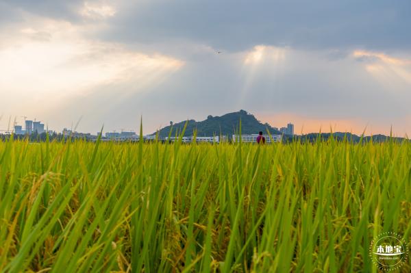 光明欢乐田园风光