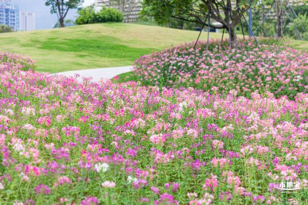 桂湾公园花海