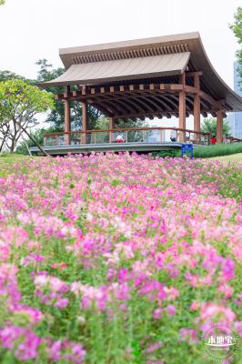 桂湾公园花海