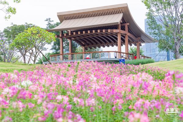 桂湾公园花海
