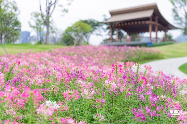 桂湾公园花海