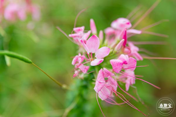 桂湾公园花海