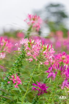 桂湾公园花海