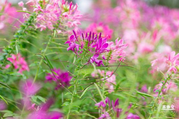 桂湾公园花海