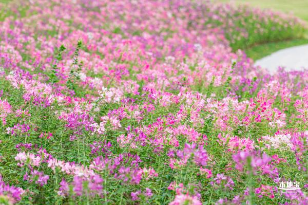 桂湾公园花海