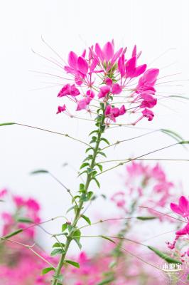 桂湾公园花海
