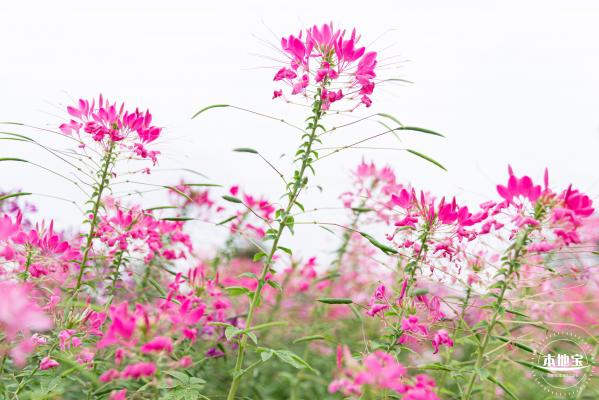 桂湾公园花海
