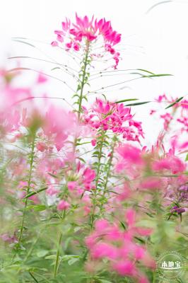 桂湾公园花海