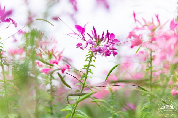 桂湾公园花海
