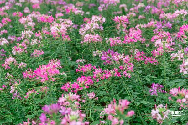 桂湾公园花海