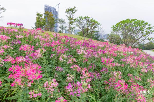 桂湾公园花海