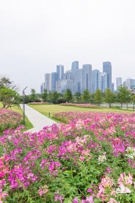 桂湾公园花海