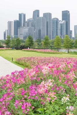 桂湾公园花海