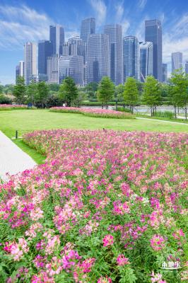 桂湾公园花海