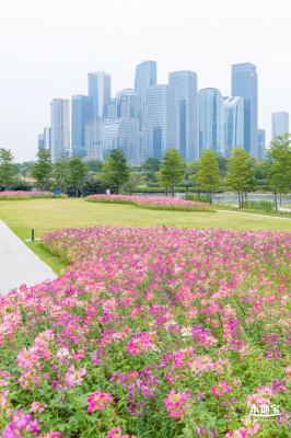 桂湾公园花海