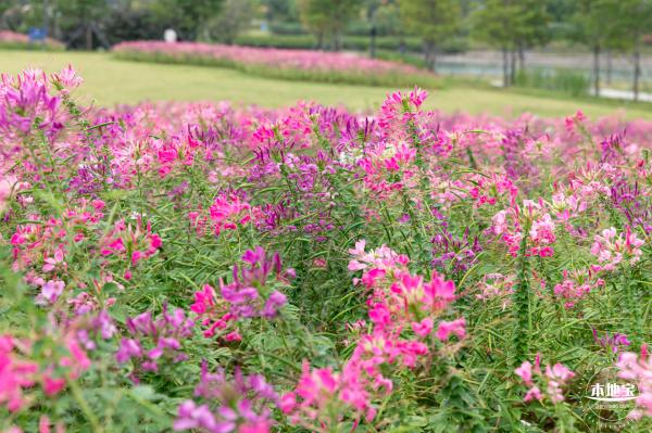 桂湾公园花海