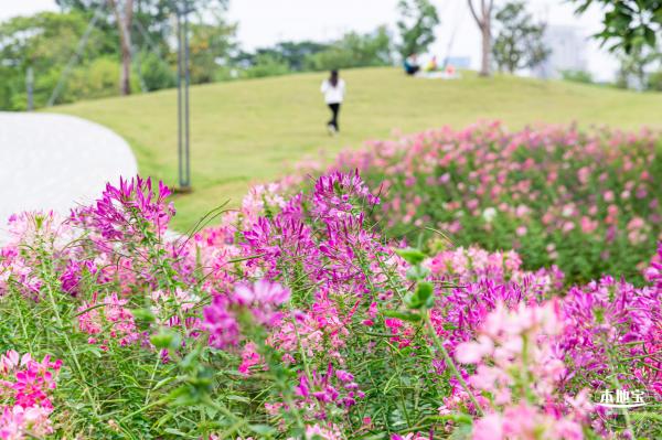 桂湾公园花海