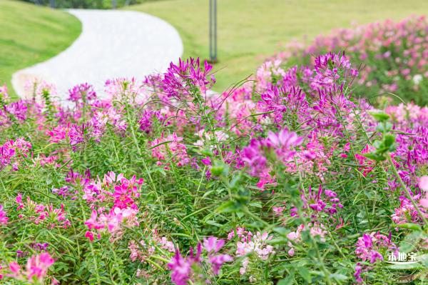 桂湾公园花海