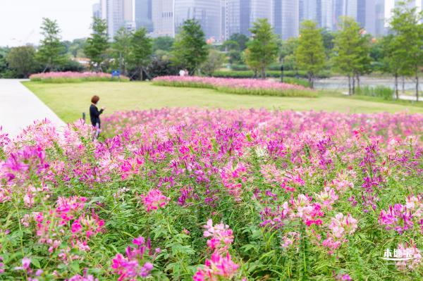 桂湾公园花海