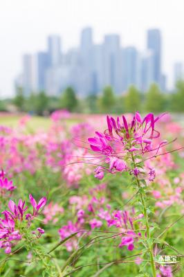 桂湾公园花海