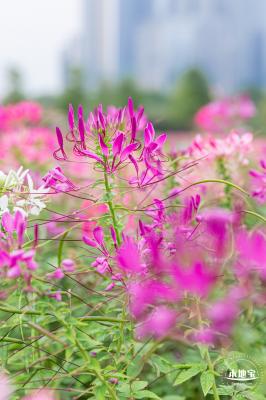 桂湾公园花海