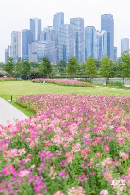 桂湾公园花海