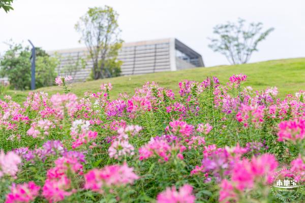 桂湾公园花海