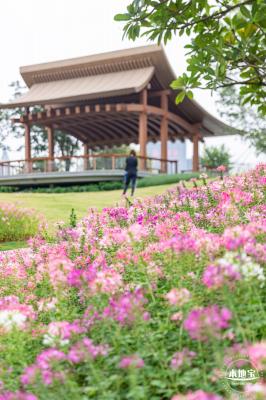 桂湾公园花海