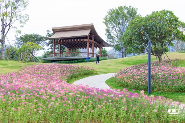 桂湾公园花海