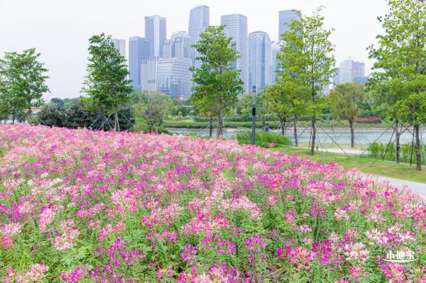 桂湾公园花海