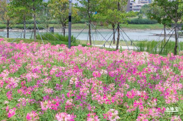 桂湾公园花海