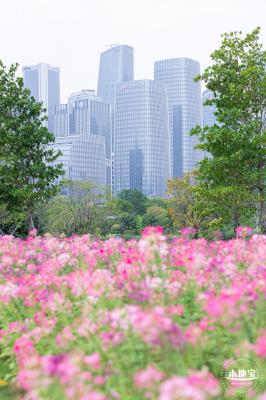 桂湾公园花海