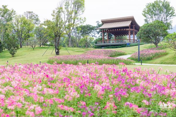 桂湾公园花海