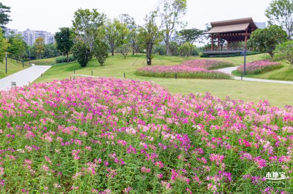 桂湾公园花海