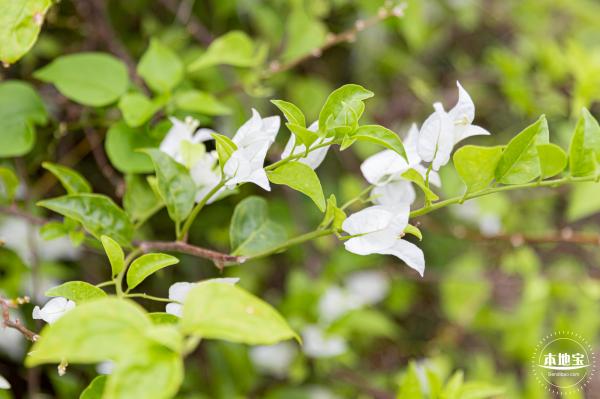 桂湾公园花海