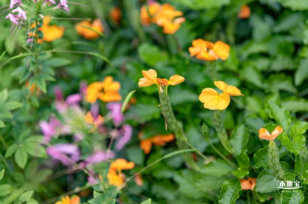 桂湾公园花海
