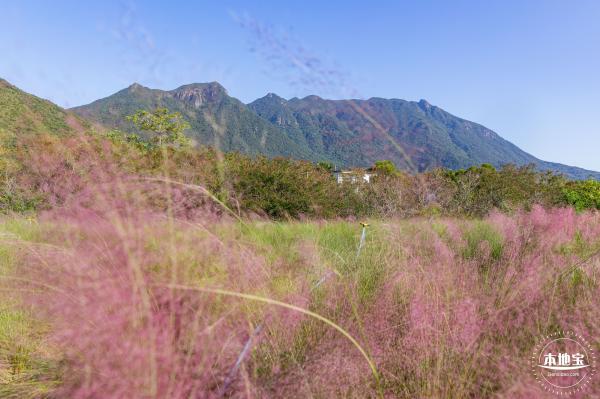 新大河湿地公园（粉黛乱子草）