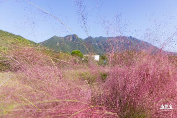 新大河湿地公园（粉黛乱子草）