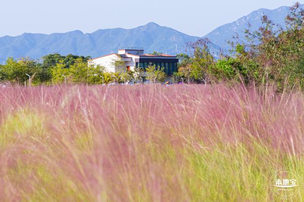新大河湿地公园（粉黛乱子草）