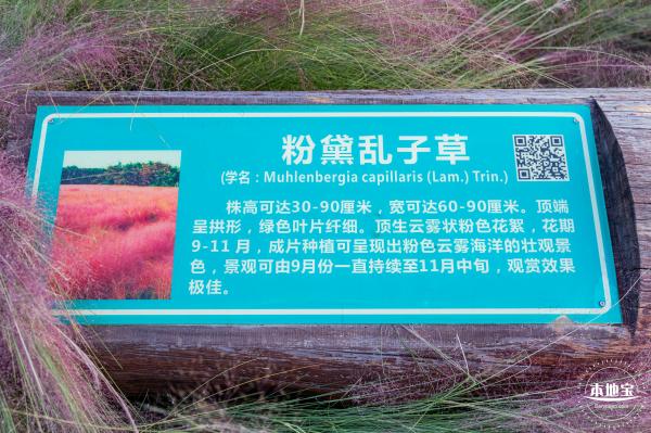 新大河湿地公园（粉黛乱子草）