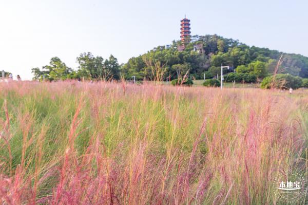 红花山花海