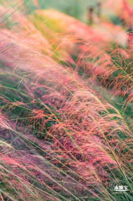 红花山花海