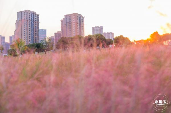 红花山花海