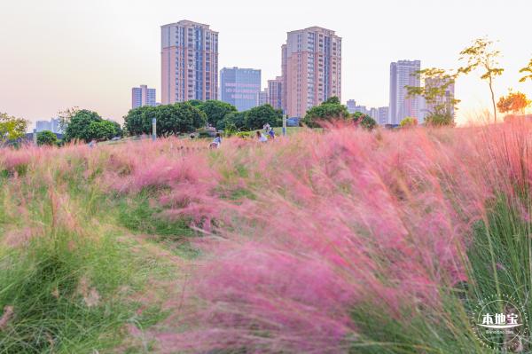 红花山花海