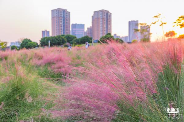 红花山花海