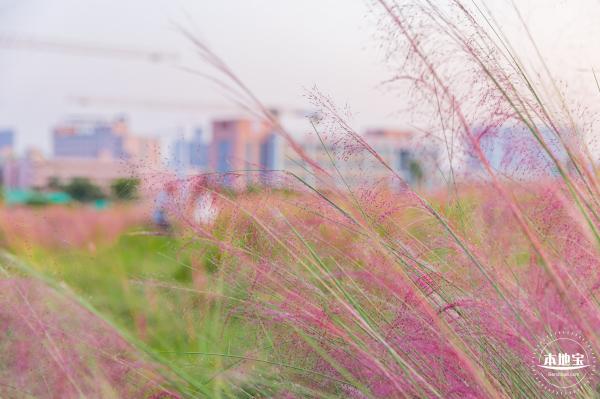 红花山花海